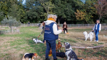 Cours D'Education Canin Gratuit A Montpellier