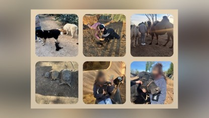 Les Animaux de Fairytale à Agde : une ferme extraordinaire qui a besoin de vous